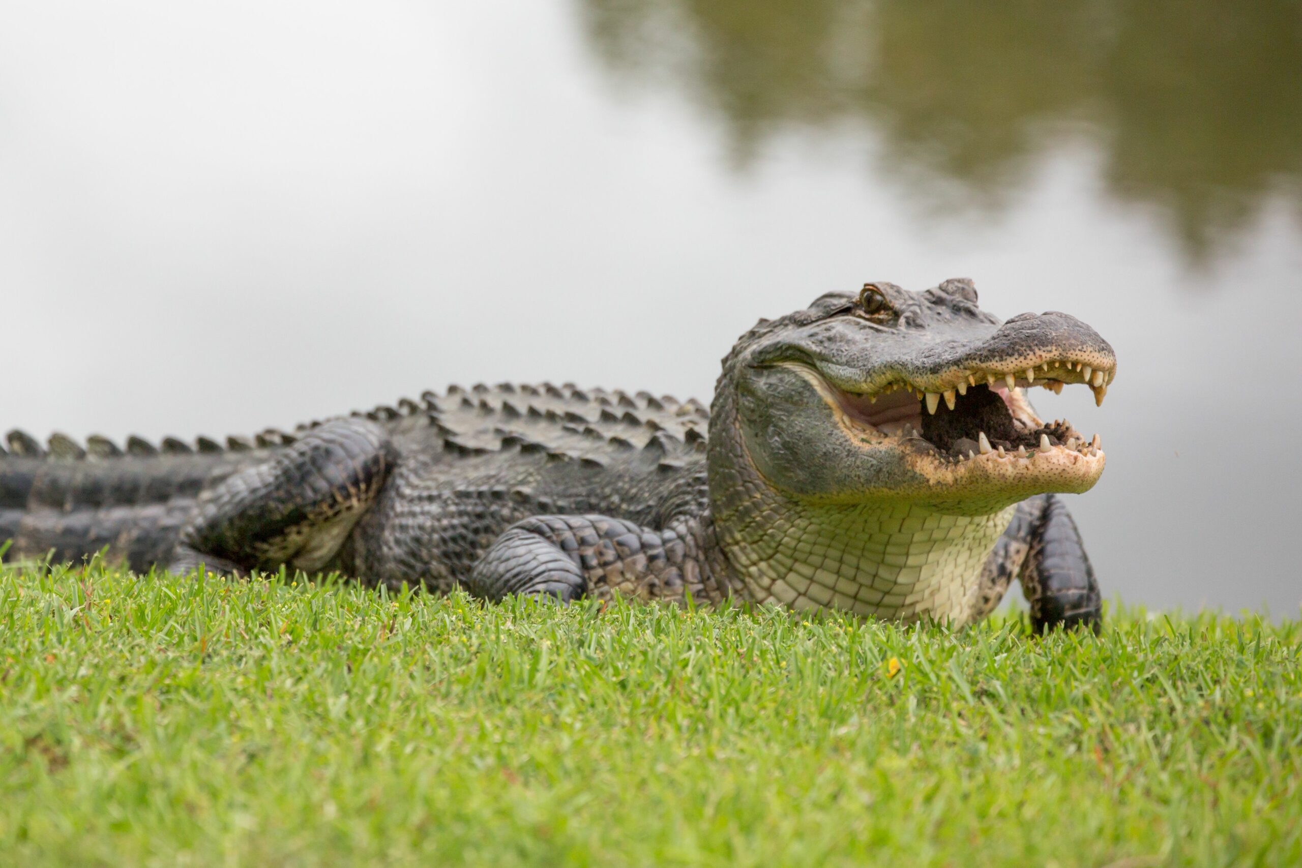 15 Amazing Facts About Alligators