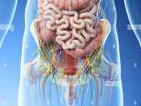 3d-rendered-illustration-of-a-mans-abdominal-organs-TYHDXT