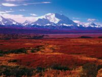 Autumn-vegetation-Denali-National-Park-and-Preserve