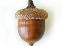 Acorn on white background
