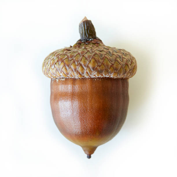 Colorful Acorn Tattoo
