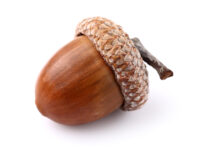 acorn_159168824