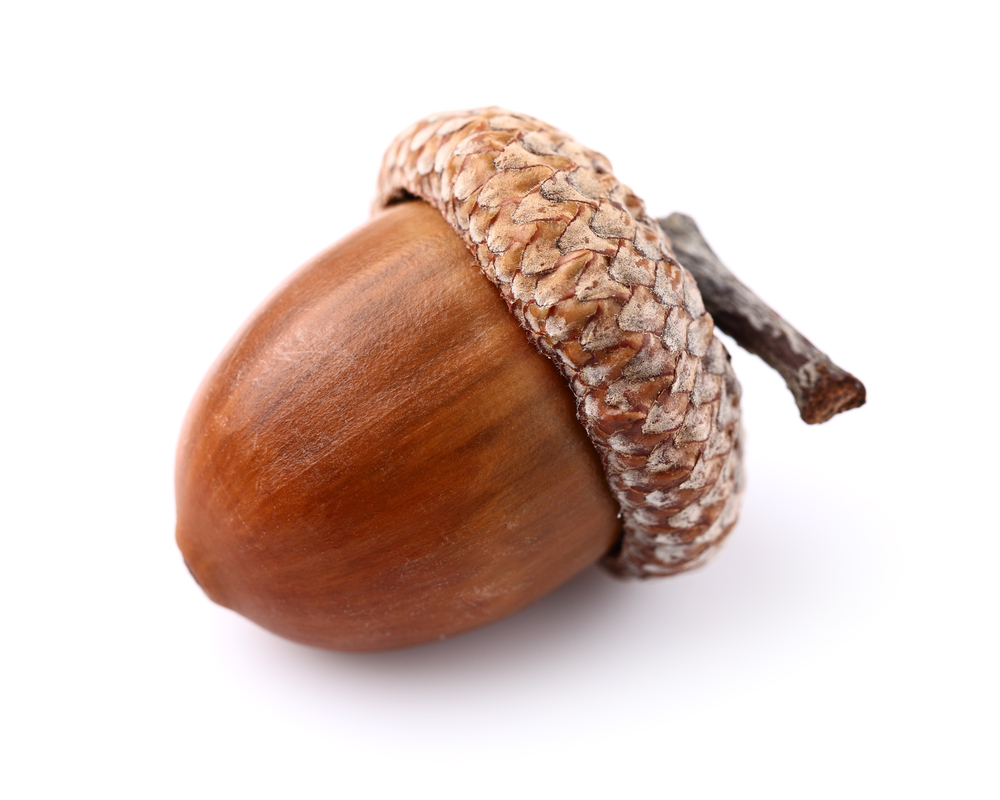 Abstract Acorn Tattoo