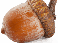 acorn_PNG37018