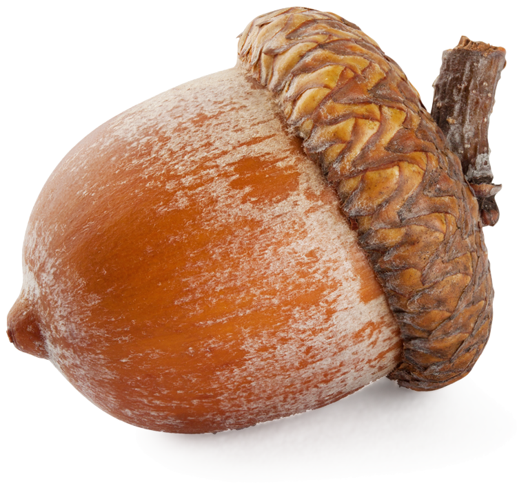 Minimalist Acorn Tattoo