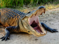 alligator