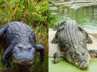 alligator-crocodile