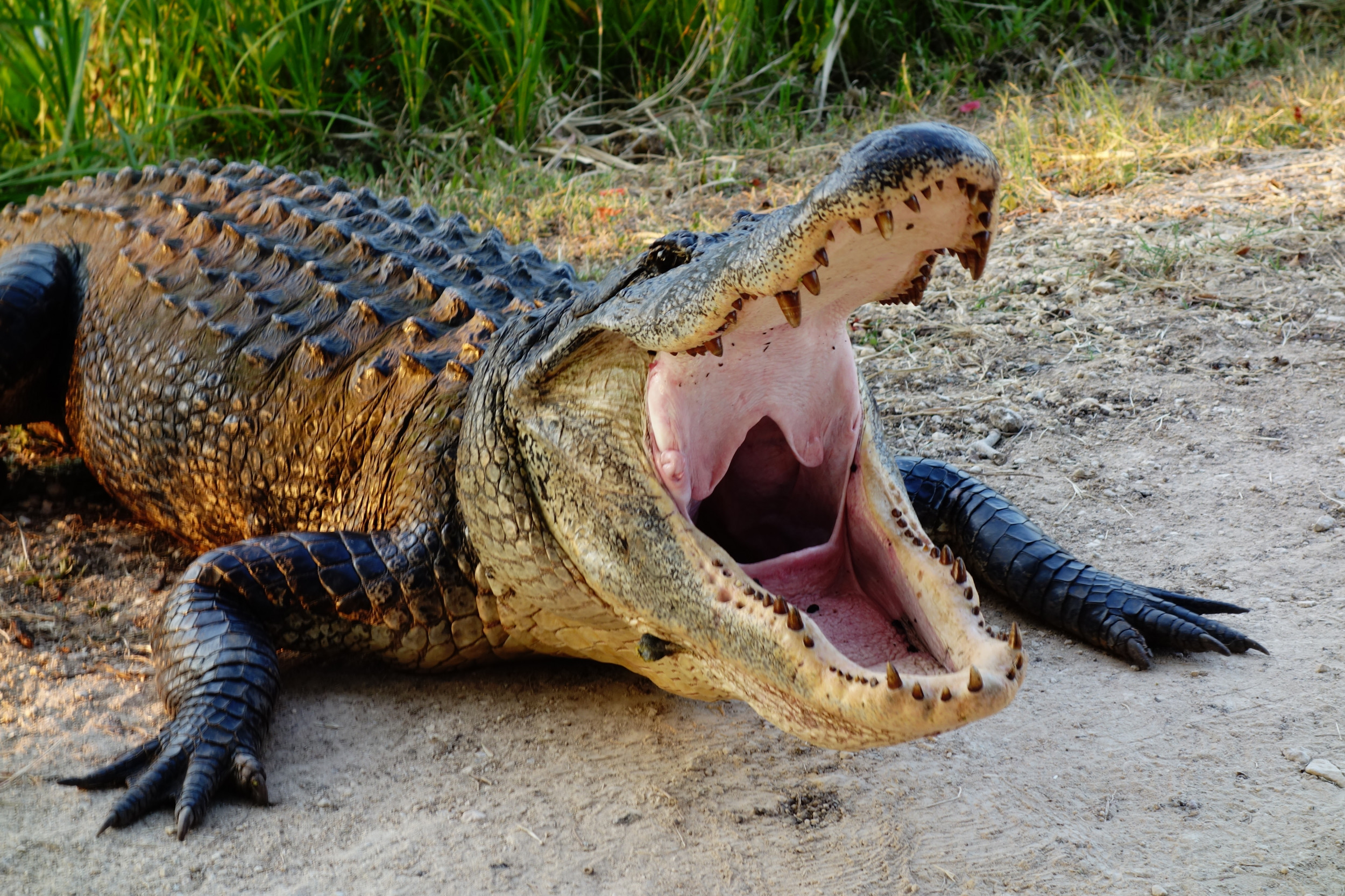 Enormous Alligator Terrorizes North Carolina Family: 'Like Lake Placid
