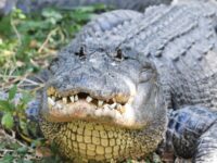 american-alligator-01-01