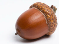 Simple macro image of an acorn.