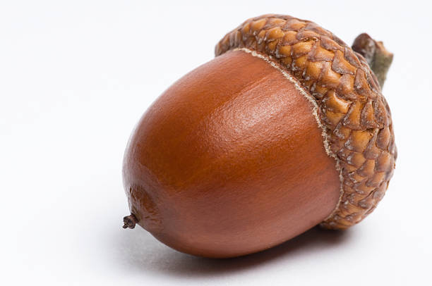 Acorn with Inspirational Quote Tattoo