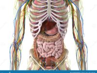 d-rendered-medically-accurate-illustration-abdominal-organs-abdominal-organs-169371565