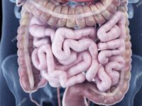 Illustration of the human abdominal anatomy