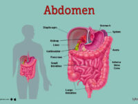 image-of-the-abdomen