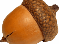 purepng.com-acornacornoakcropmast-1411526491795xsk34