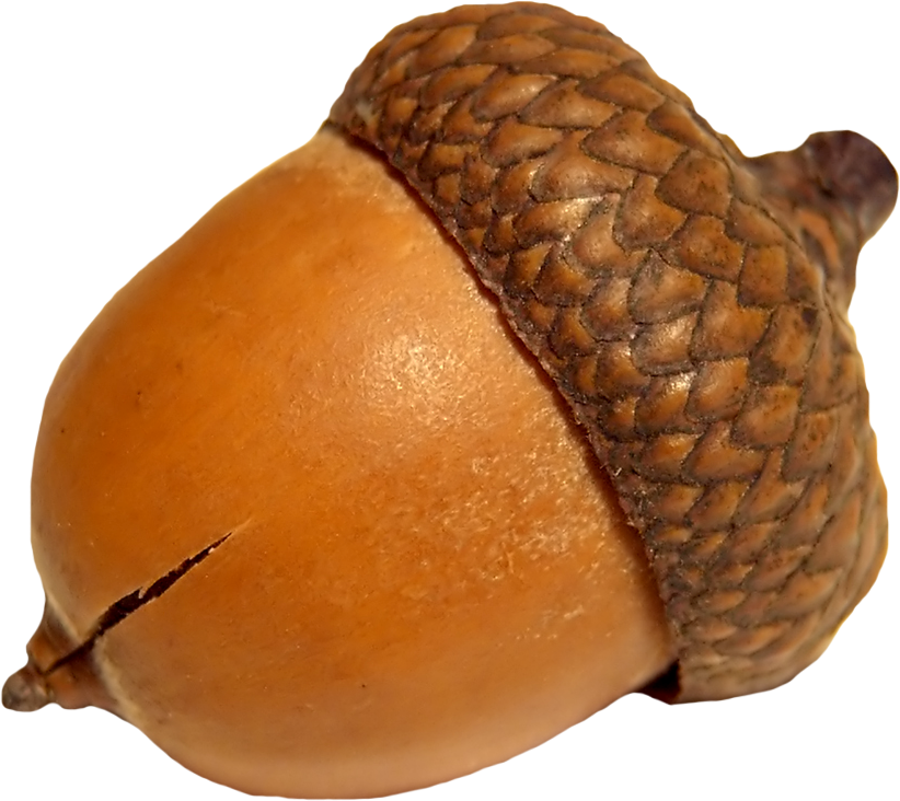 Acorn with Oak Leaves Tattoo